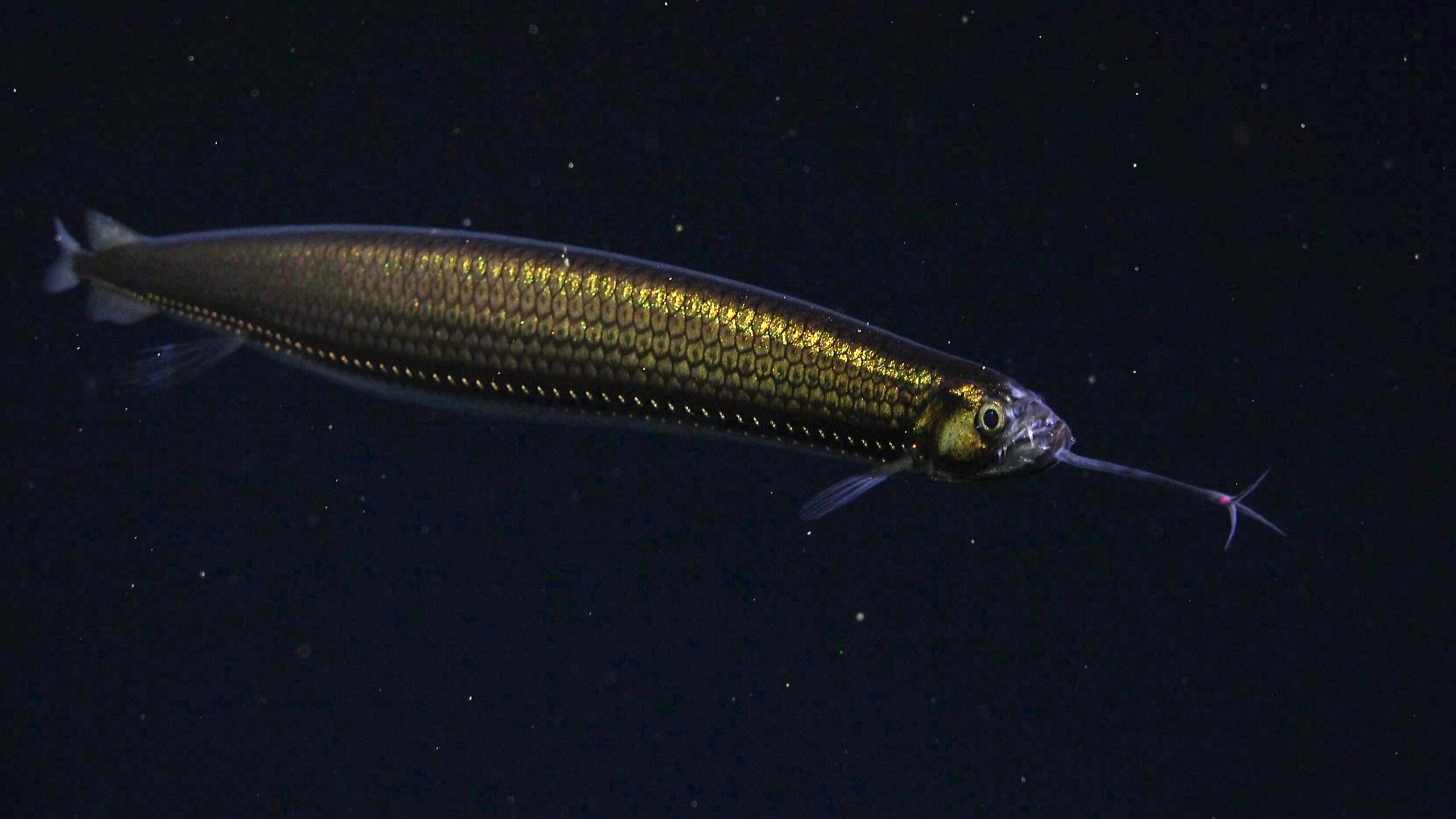 A dragonfish (an abyssal pelagic fish) is documented at 229 meters in the Mar del Plata submarine canyon in Argentina.
Credit: ROV SuBastian / Schmidt Ocean Institute
All visual assets (Images, videos, etc) can only be used as stated by creative commons Attribution-NonCommercial-ShareAlike
CC BY-NC-SA
Attribution — You must give appropriate credit, provide a link to the license, and indicate if changes were made. You may do so in any reasonable manner, but not in any way that suggests the licensor endorses you or your use.
NonCommercial — You may not use the material for commercial purposes.
ShareAlike — If you remix, transform, or build upon the material, you must distribute your contributions under the same license as the original.
https://creativecommons.org/licenses/by-nc-sa/4.0/