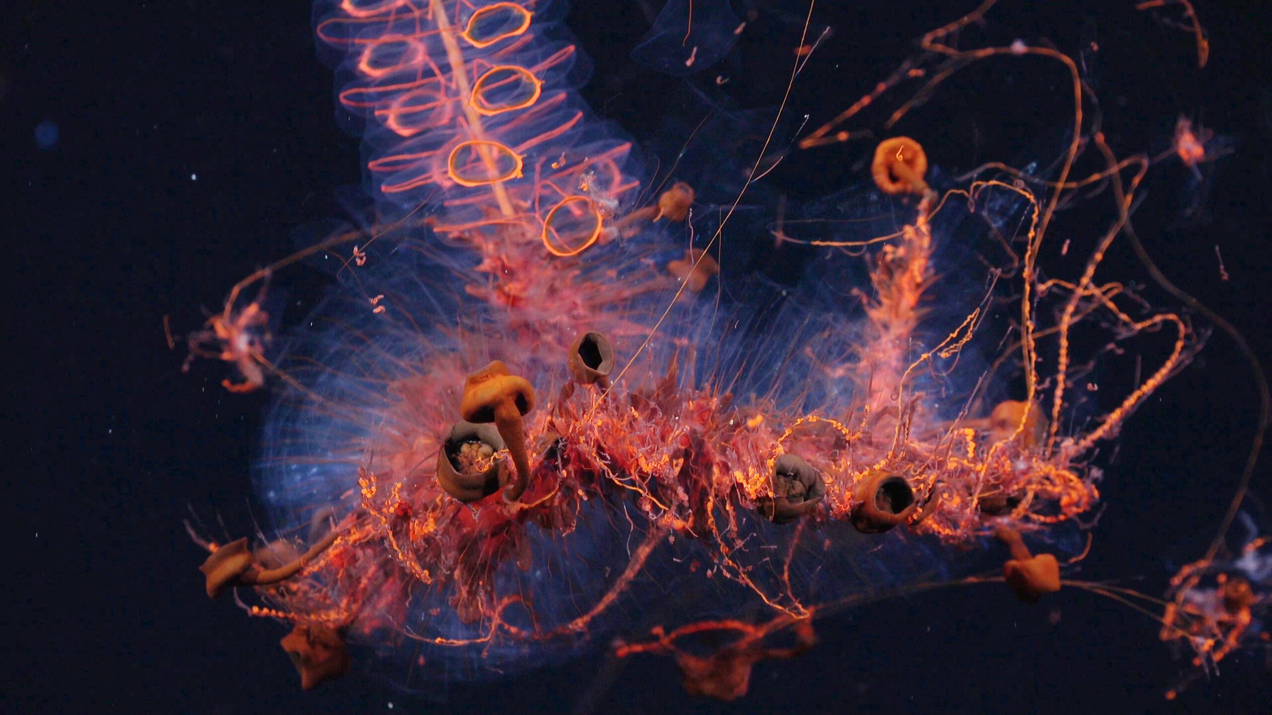 .
CREDIT: ROV SuBastian / Schmidt Ocean Institute