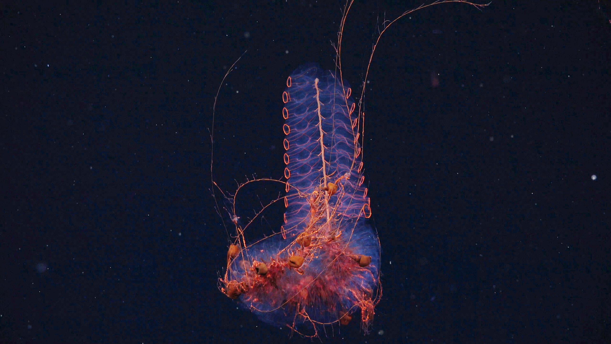 A siphonophore documented at 1250 meters deep in the Mar del Plata Canyon, off the Coast of Argentina. The deepest point is over 3,500 meters – twice as deep as the Grand Canyon. The science team documented rich biodiversity, including deep-sea coral reef environments filled with sea anemones, sea cucumbers, sea urchins, snails, and others.
Credit: ROV SuBastian / Schmidt Ocean Institute
All visual assets (Images, videos, etc) can only be used as stated by creative commons Attribution-NonCommercial-ShareAlike
CC BY-NC-SA
Attribution — You must give appropriate credit, provide a link to the license, and indicate if changes were made. You may do so in any reasonable manner, but not in any way that suggests the licensor endorses you or your use.
NonCommercial — You may not use the material for commercial purposes.
ShareAlike — If you remix, transform, or build upon the material, you must distribute your contributions under the same license as the original.
https://creativecommons.org/licenses/by-nc-sa/4.0/