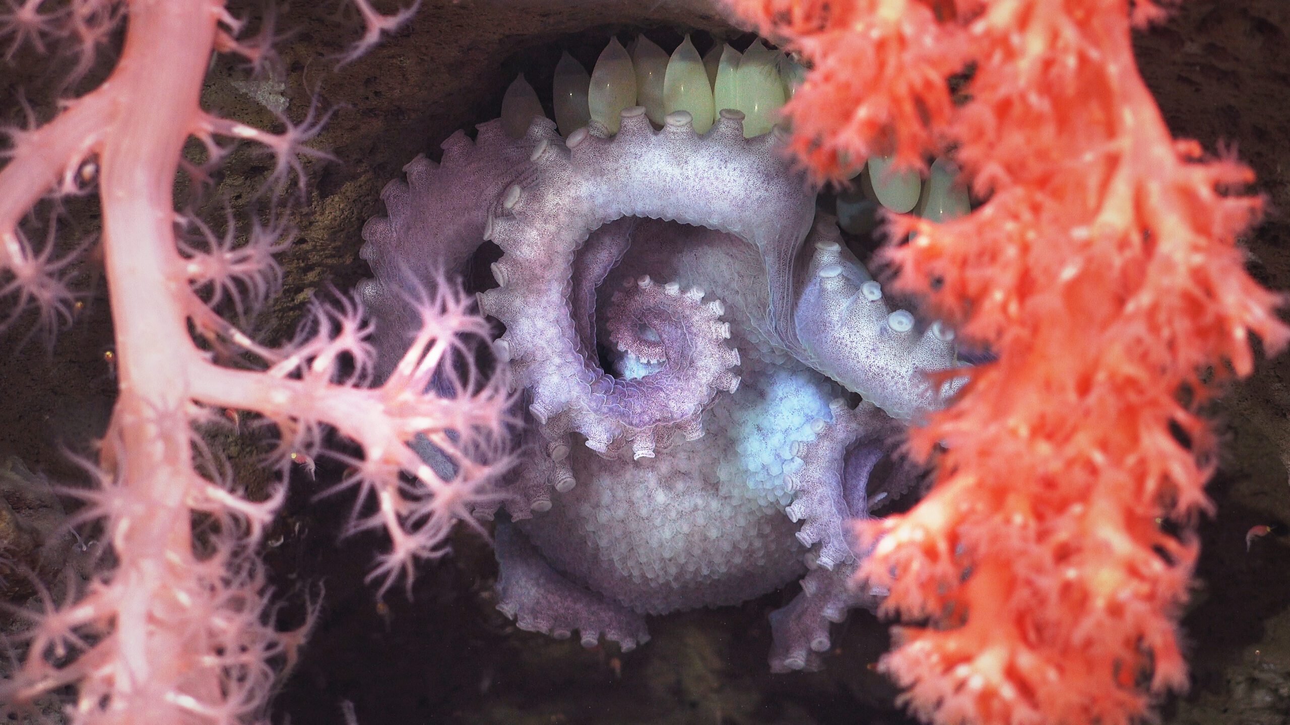 A brooding mother octopus shelters her eggs behind two different types of corals. The image was made by pilots using a robot to explore the north wall of the Mar Del Plata submarine canyon in Argentina, as part of a scientific expedition. The deepest point is over 3,500 meters – twice as deep as the Grand Canyon. The science team documented rich biodiversity, including deep-sea coral reef environments filled with sea anemones, sea cucumbers, sea urchins, snails, and others.
Credit: ROV SuBastian / Schmidt Ocean Institute
All visual assets (Images, videos, etc) can only be used as stated by creative commons Attribution-NonCommercial-ShareAlike
CC BY-NC-SA
Attribution — You must give appropriate credit, provide a link to the license, and indicate if changes were made. You may do so in any reasonable manner, but not in any way that suggests the licensor endorses you or your use.
NonCommercial — You may not use the material for commercial purposes.
ShareAlike — If you remix, transform, or build upon the material, you must distribute your contributions under the same license as the original.
https://creativecommons.org/licenses/by-nc-sa/4.0/