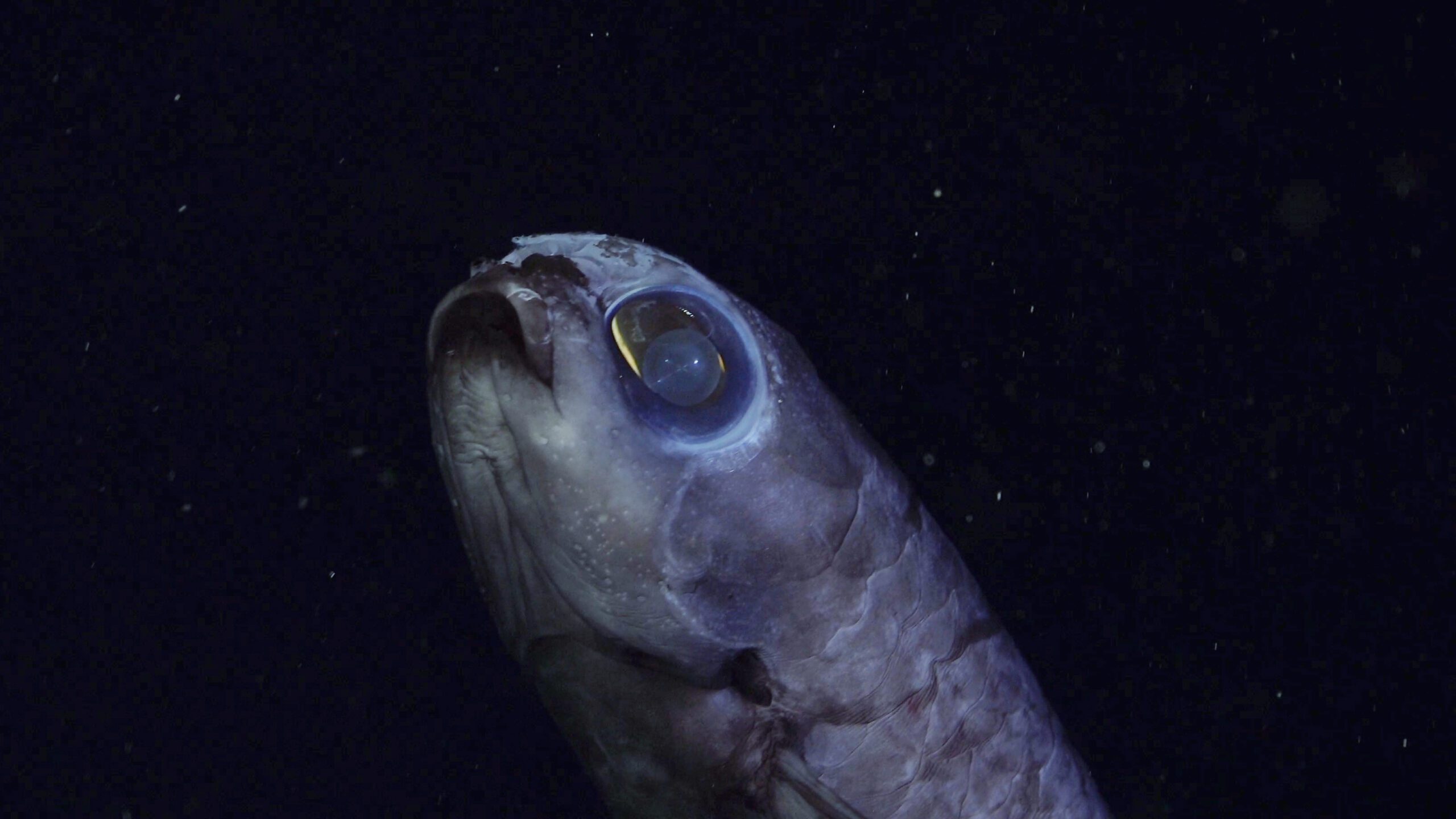 Fish in the family Myctophidae are commonly known as Lanternfishes, the most widely distributed and diverse fishes in the deep ocean midwaters. Documented at a depth of 2412 meters. The expedition took place in the Mar del Plata Canyon, off the Coast of Argentina. The deepest point is over 3,500 meters – twice as deep as the Grand Canyon. The science team documented rich biodiversity, including deep-sea coral reef environments filled with sea anemones, sea cucumbers, sea urchins, snails, and others.
Credit: ROV SuBastian / Schmidt Ocean Institute
All visual assets (Images, videos, etc) can only be used as stated by creative commons Attribution-NonCommercial-ShareAlike
CC BY-NC-SA
Attribution — You must give appropriate credit, provide a link to the license, and indicate if changes were made. You may do so in any reasonable manner, but not in any way that suggests the licensor endorses you or your use.
NonCommercial — You may not use the material for commercial purposes.
ShareAlike — If you remix, transform, or build upon the material, you must distribute your contributions under the same license as the original.
https://creativecommons.org/licenses/by-nc-sa/4.0/