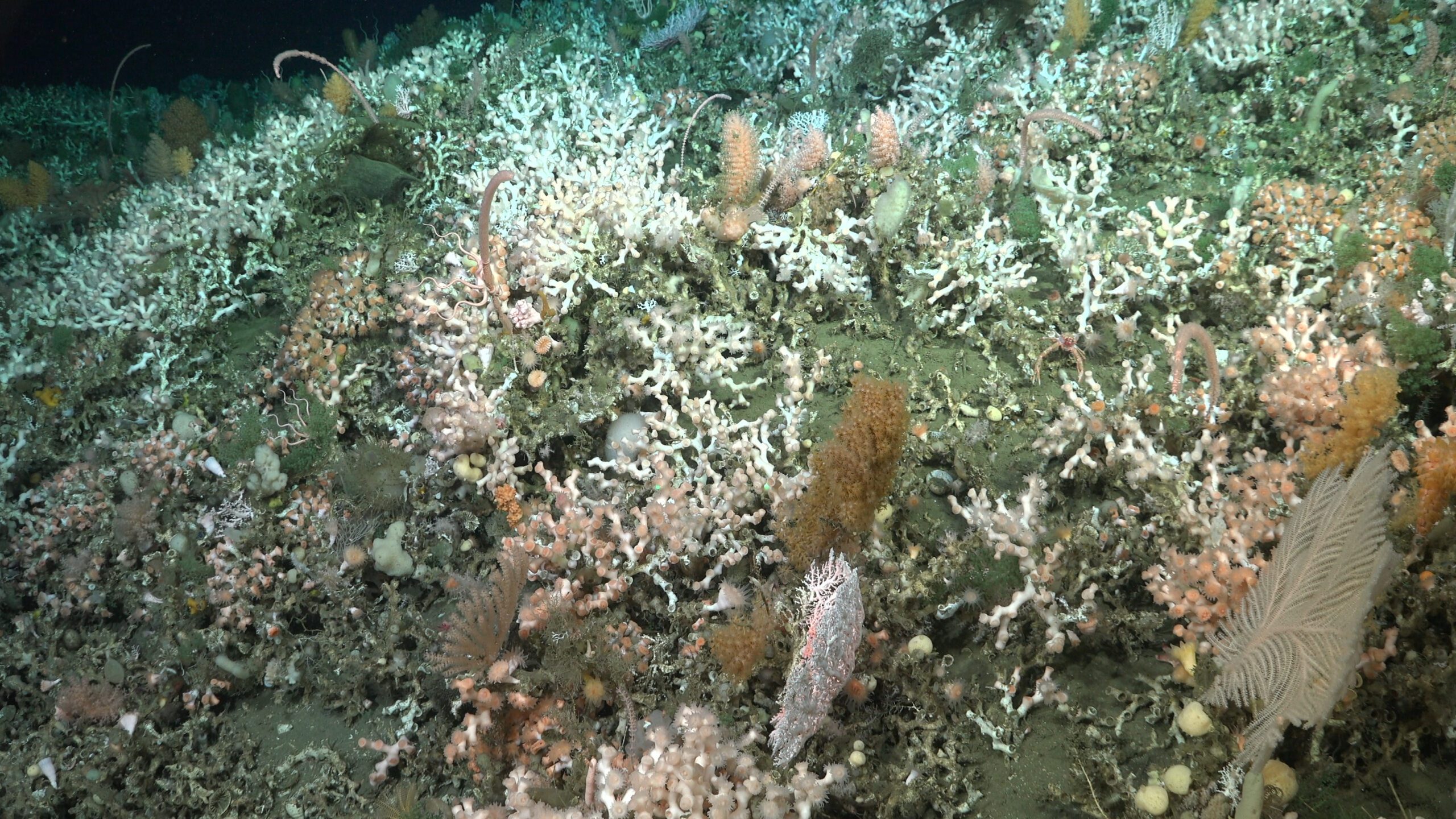 A large Bathelia candida reef discovered 1014 meters (more than half a mile deep). The stony, habitat-forming coral species was not expected to be in this area in such quantities. The expedition took place in the Mar del Plata Canyon, off the Coast of Argentina. The deepest point is over 3,500 meters – twice as deep as the Grand Canyon. The science team documented rich biodiversity, including deep-sea coral reef environments filled with sea anemones, sea cucumbers, sea urchins, snails, and others.
Credit: ROV SuBastian / Schmidt Ocean Institute
All visual assets (Images, videos, etc) can only be used as stated by creative commons Attribution-NonCommercial-ShareAlike
CC BY-NC-SA
Attribution — You must give appropriate credit, provide a link to the license, and indicate if changes were made. You may do so in any reasonable manner, but not in any way that suggests the licensor endorses you or your use.
NonCommercial — You may not use the material for commercial purposes.
ShareAlike — If you remix, transform, or build upon the material, you must distribute your contributions under the same license as the original.
https://creativecommons.org/licenses/by-nc-sa/4.0/