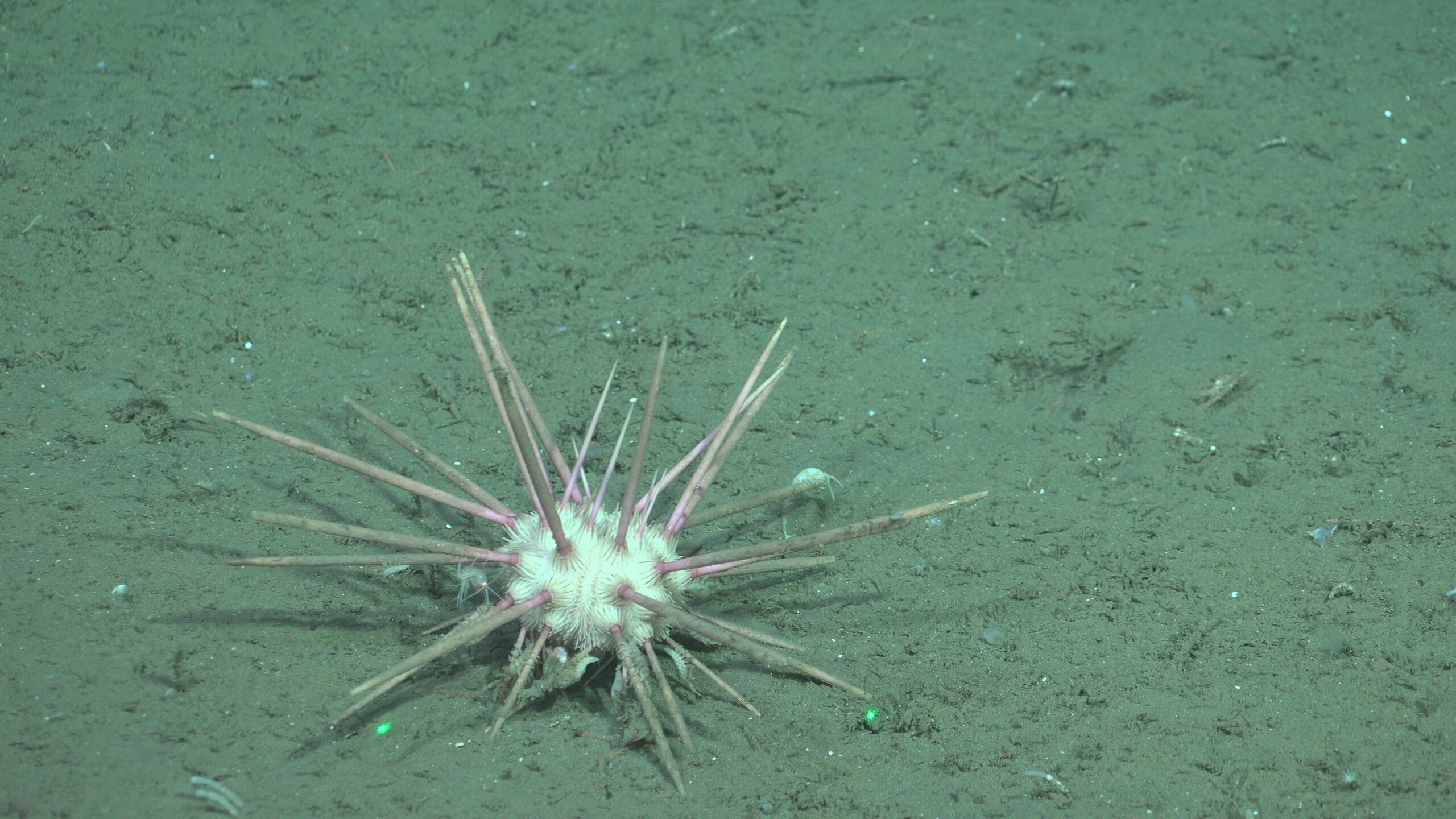 SCICAM_20250725_133353019_ASNAP