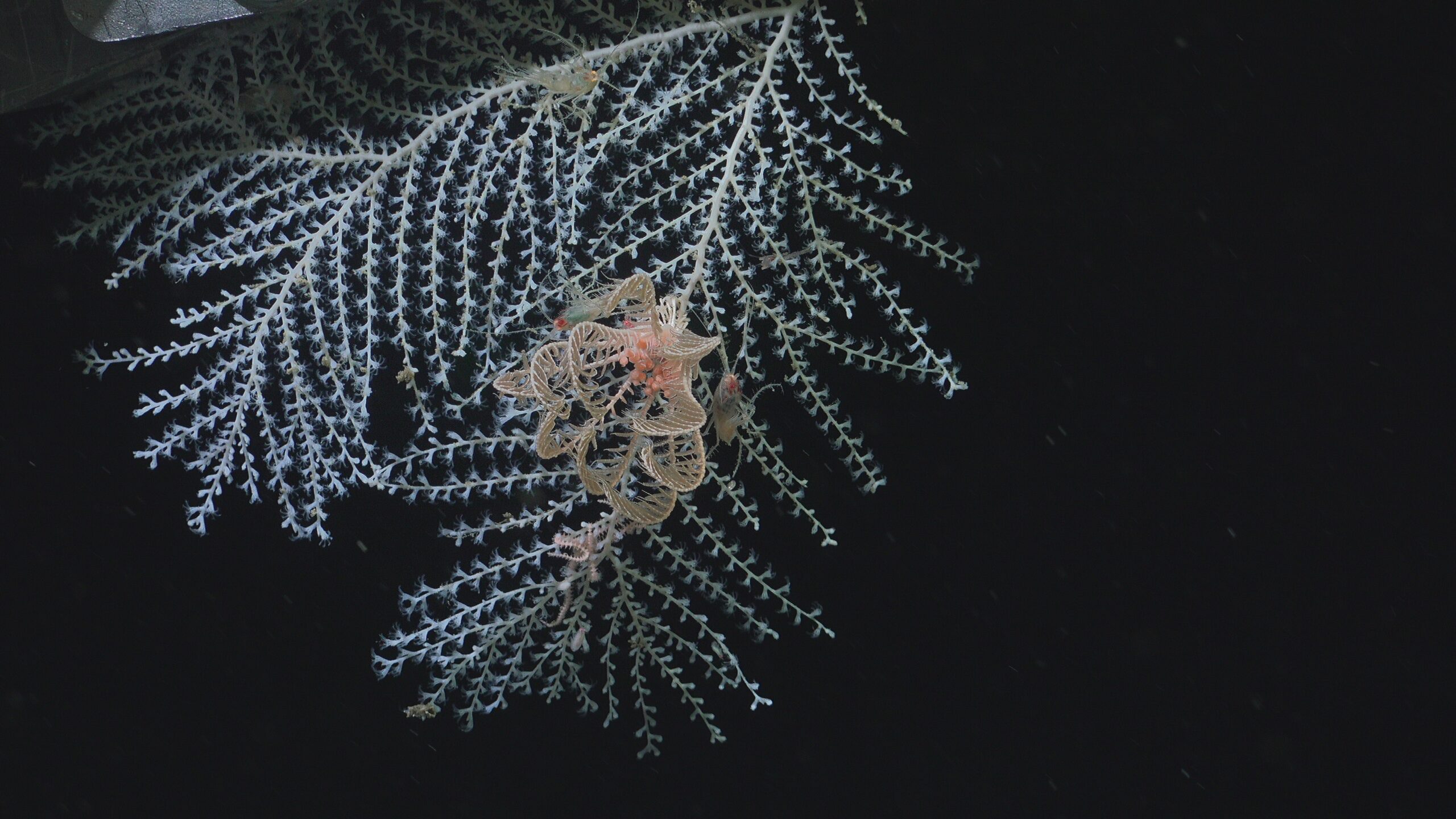 SCICAM_20250807_172235537_FRAMEGRAB