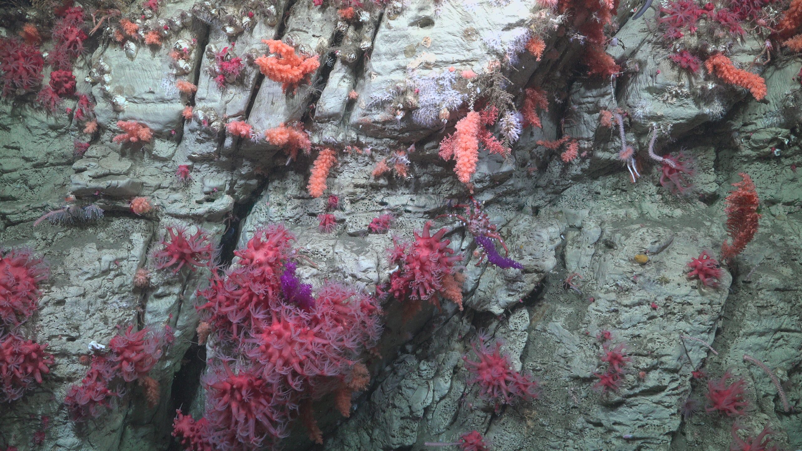 SCICAM_20250809_200659845_FRAMEGRAB