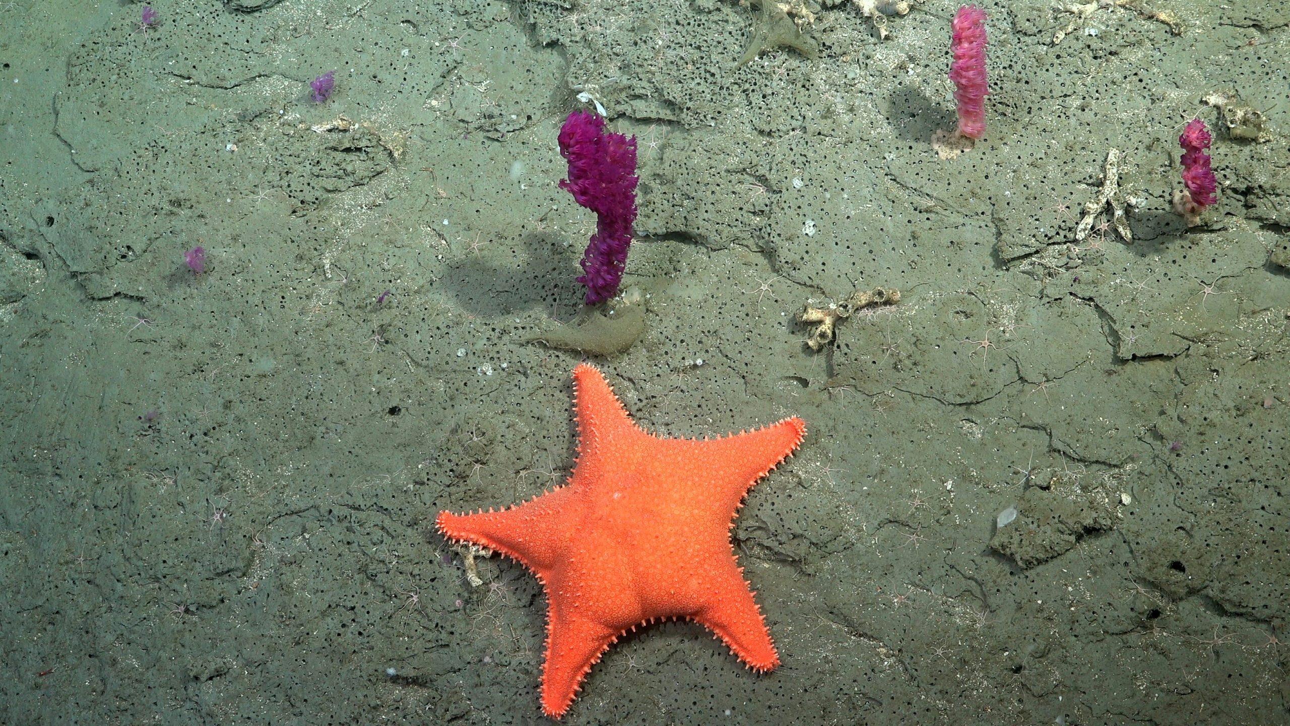 Documented in the Mar del Plata Submarine Canyon off Argentina’s coast. The Mar del Plata submarine canyon, one of Argentina’s largest and deepest underwater canyons, is estimated to be deeper than 3500 meters (more than two miles). .
CREDIT: ROV SuBastian / Schmidt Ocean Institute
