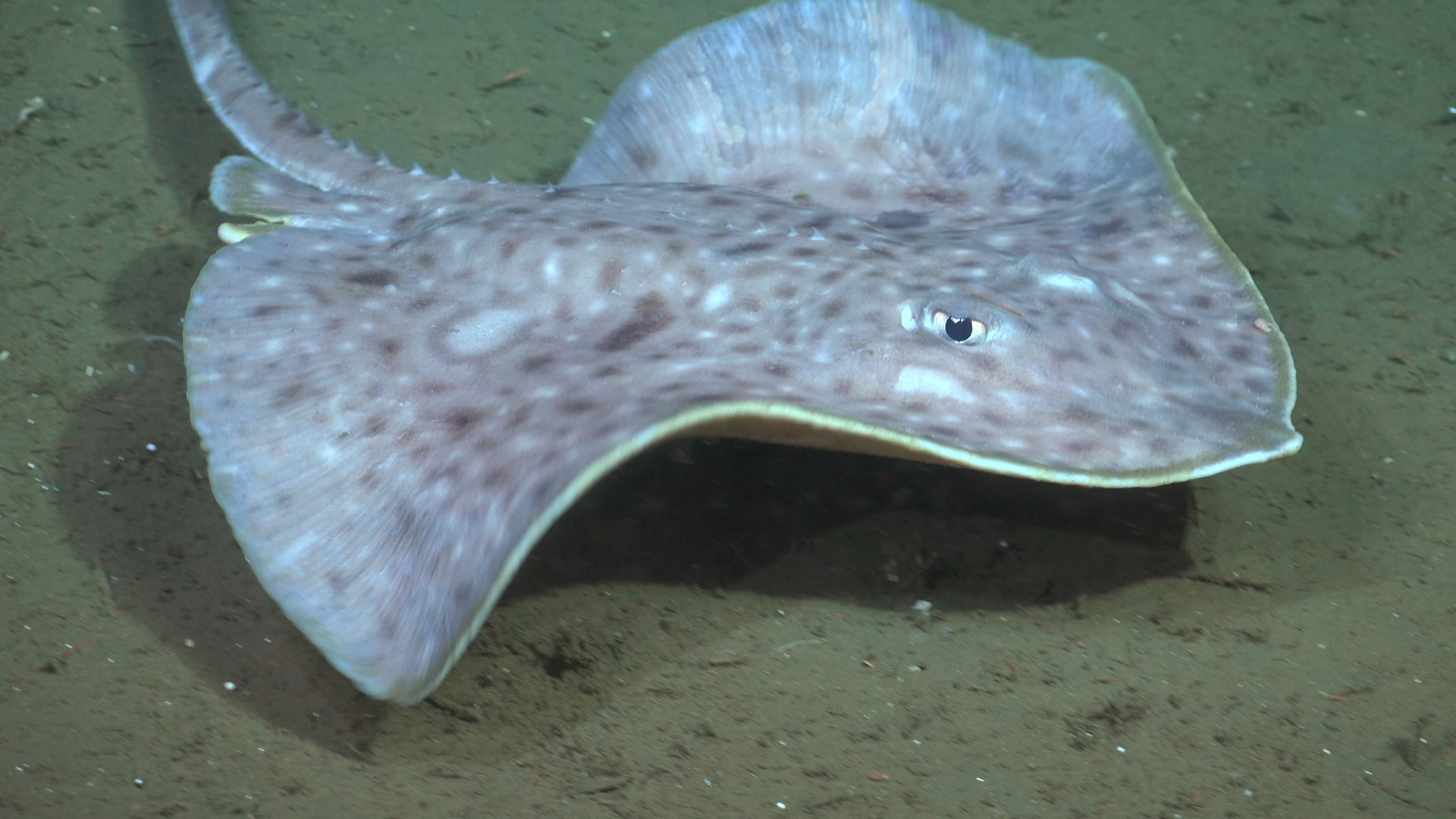 .
CREDIT: ROV SuBastian / Schmidt Ocean Institute