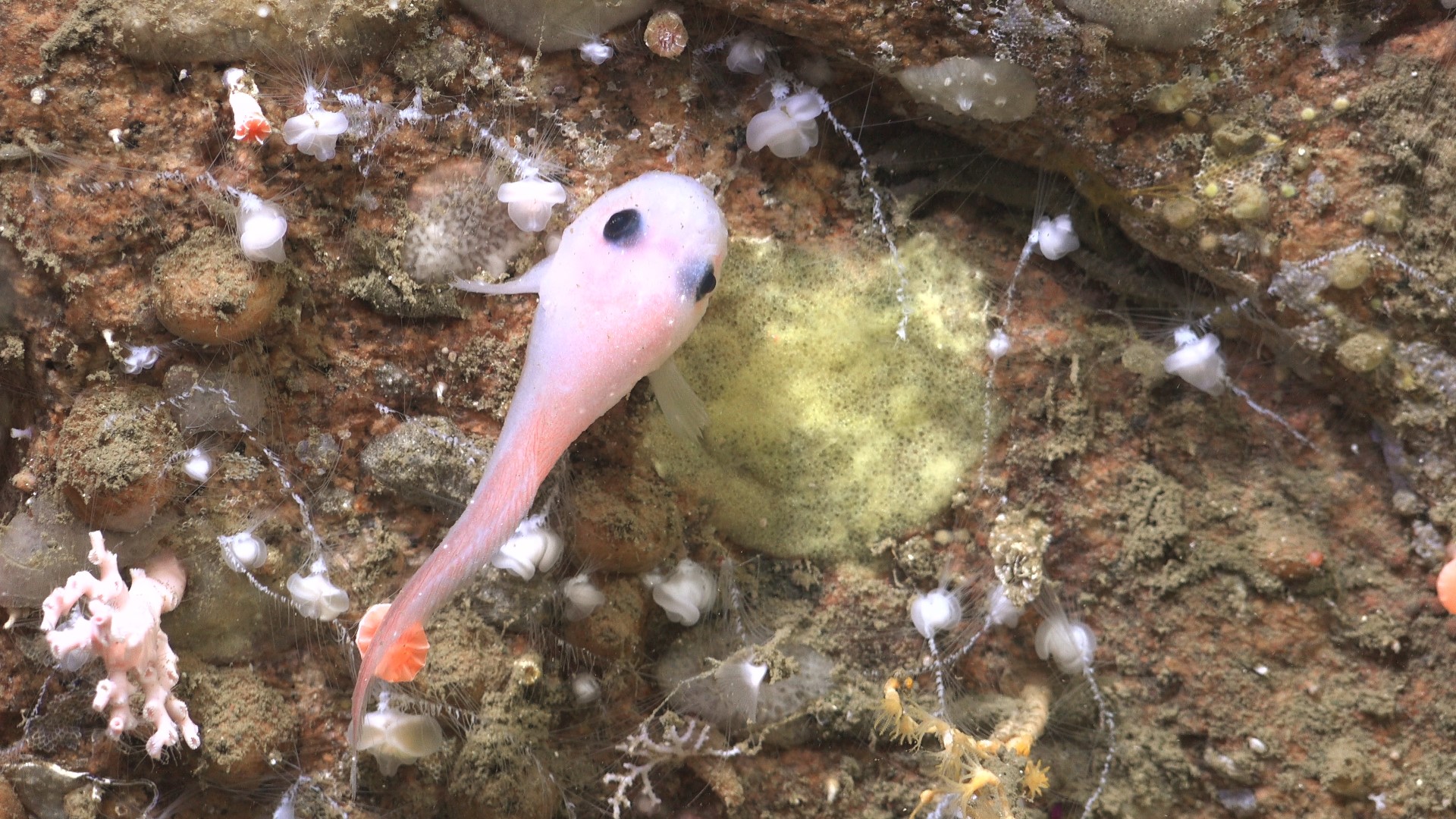 Documented in the Mar del Plata Submarine Canyon off Argentina’s coast. The Mar del Plata submarine canyon, one of Argentina’s largest and deepest underwater canyons, is estimated to be deeper than 3500 meters (more than two miles). .
CREDIT: ROV SuBastian / Schmidt Ocean Institute