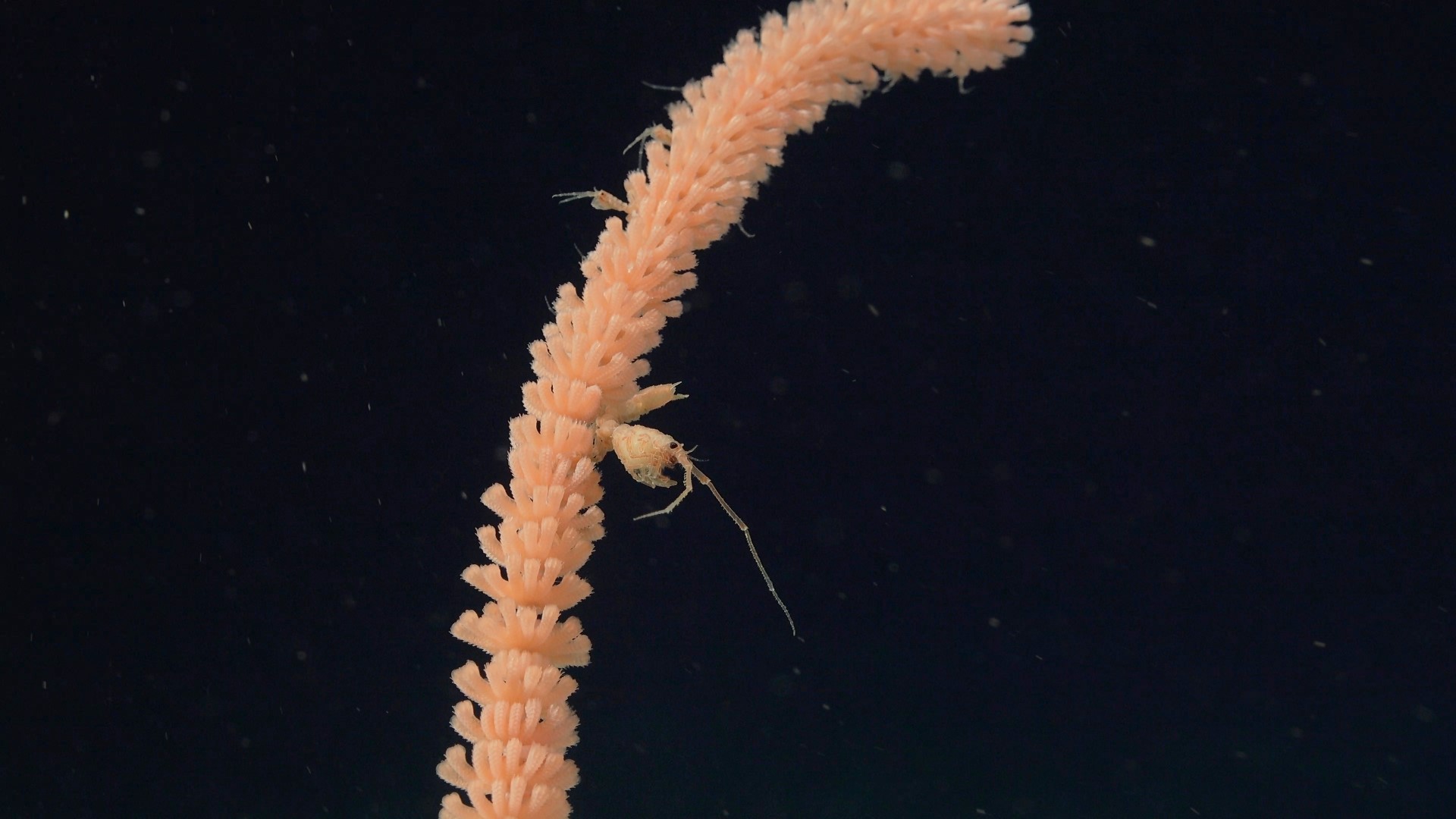 .
CREDIT: ROV SuBastian / Schmidt Ocean Institute