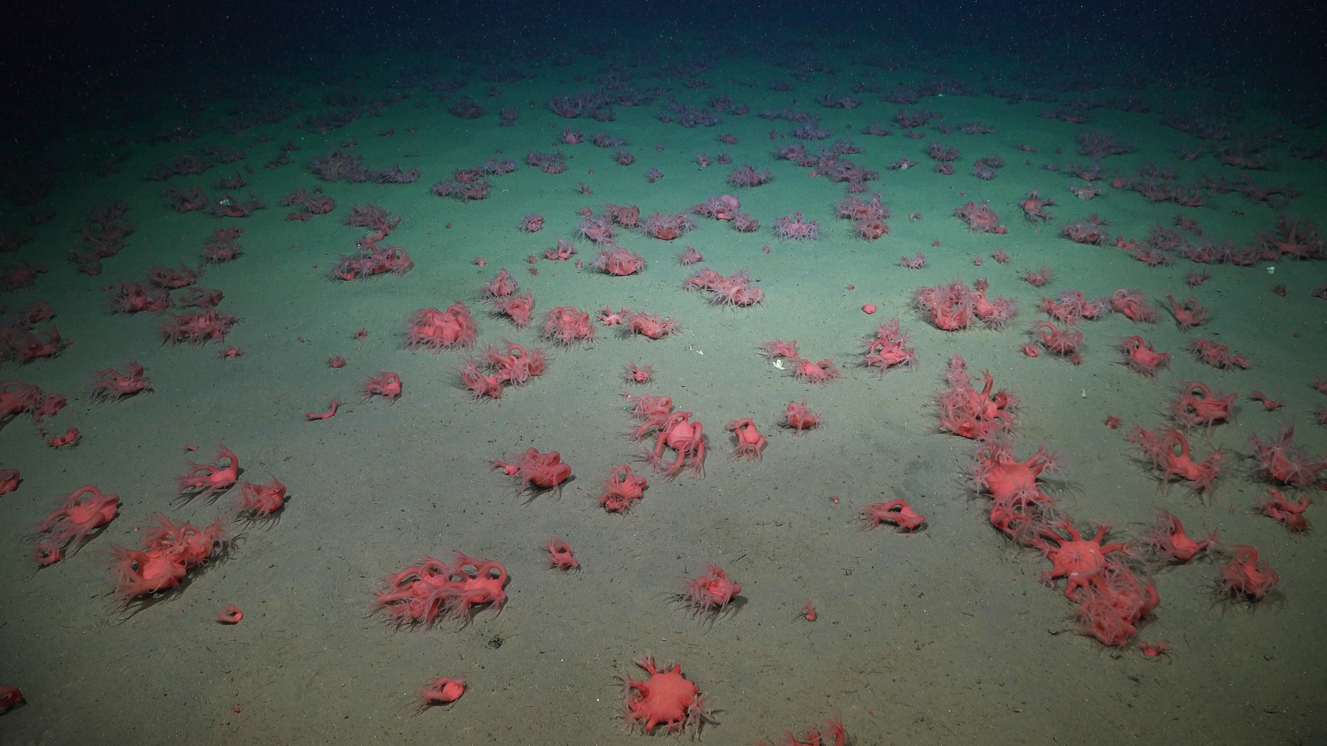 .
CREDIT: ROV SuBastian / Schmidt Ocean Institute