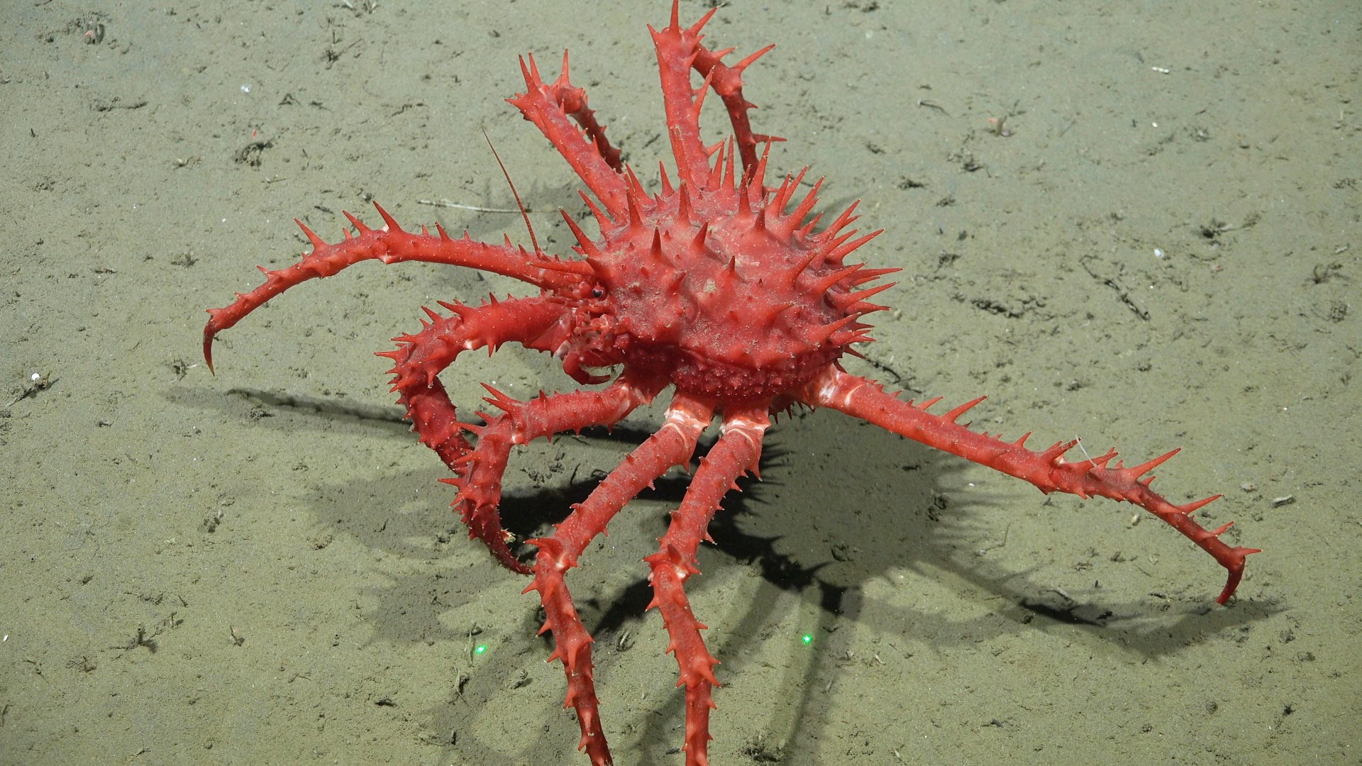 .
CREDIT: ROV SuBastian / Schmidt Ocean Institute