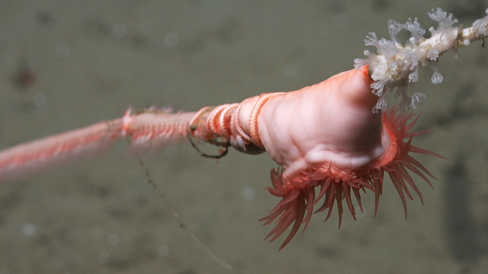 .
CREDIT: ROV SuBastian / Schmidt Ocean Institute