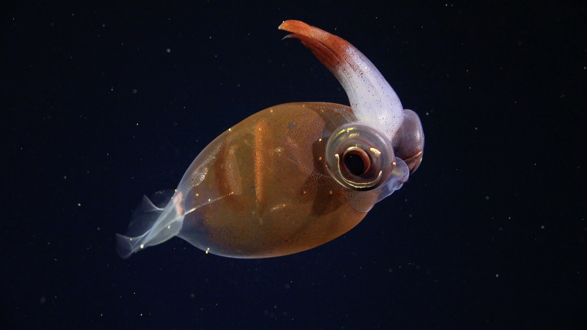 .
CREDIT: ROV SuBastian / Schmidt Ocean Institute
