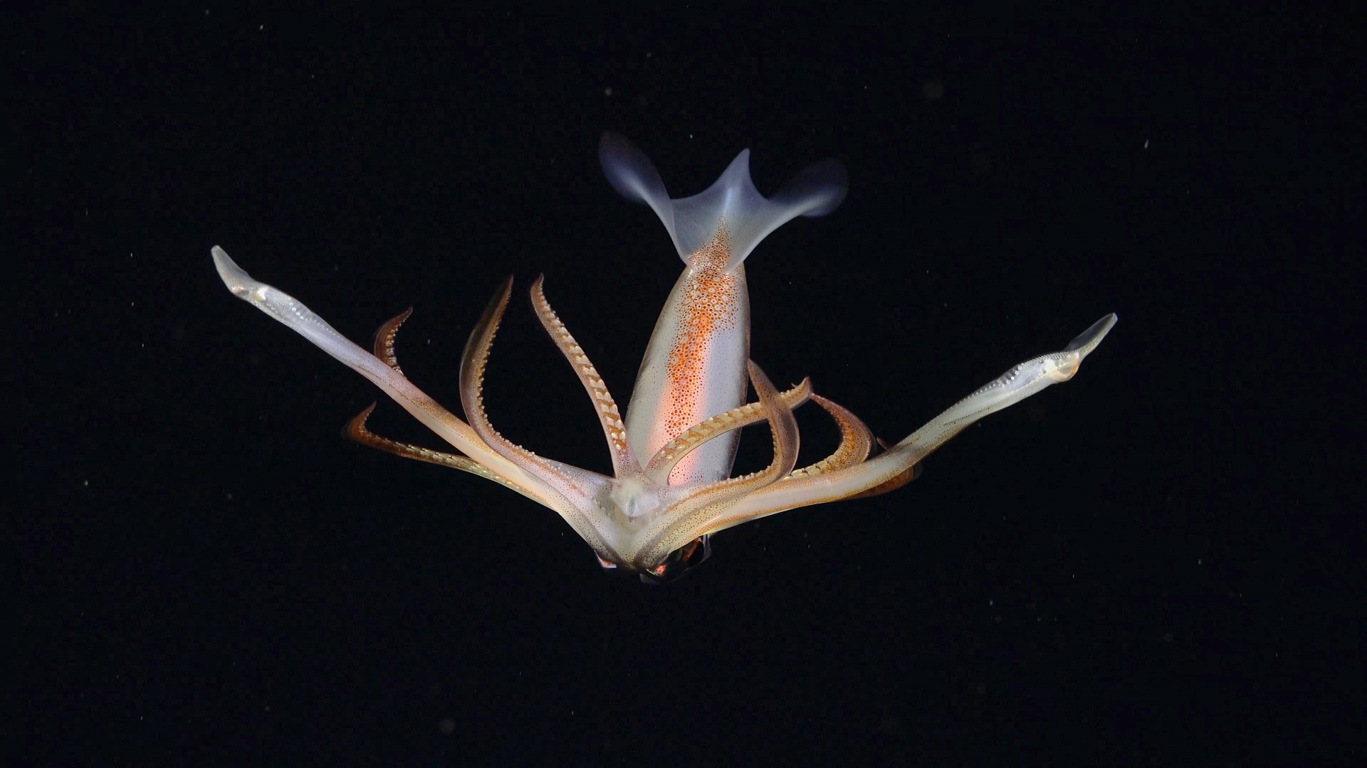 .
CREDIT: ROV SuBastian / Schmidt Ocean Institute