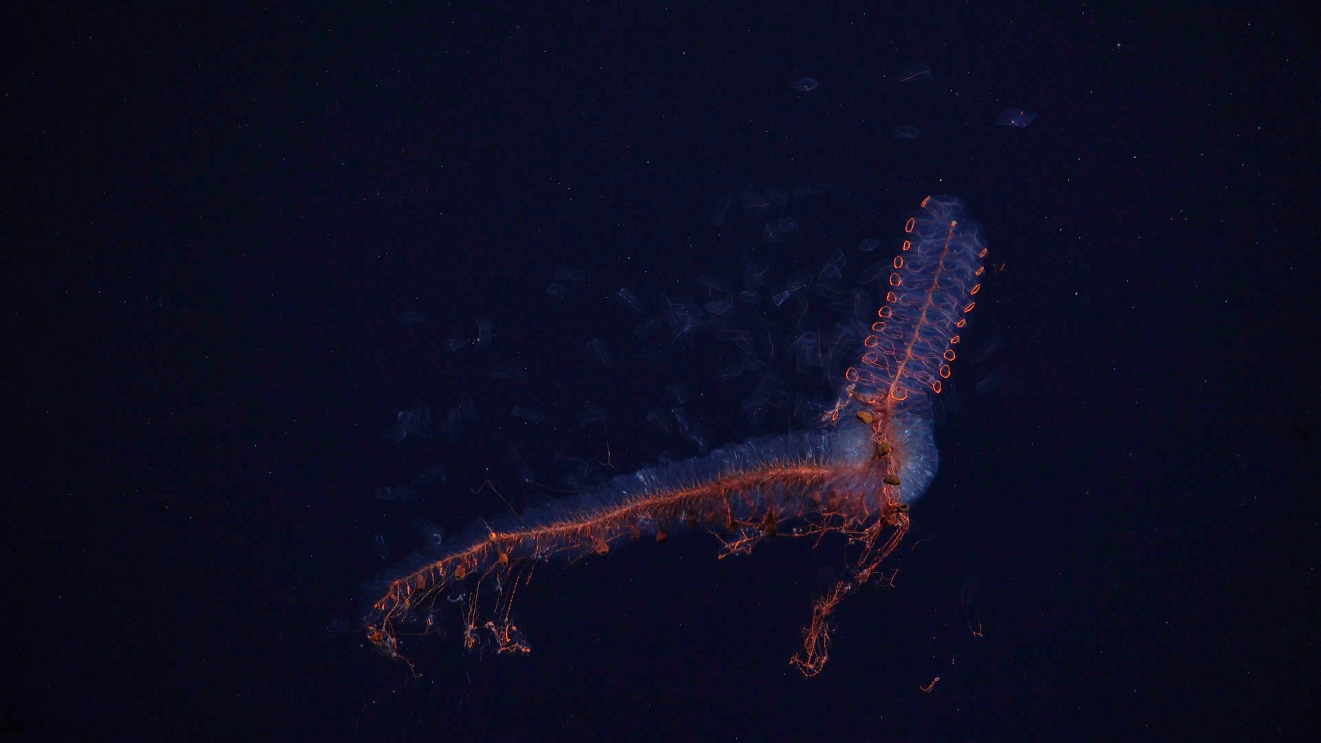 .
CREDIT: ROV SuBastian / Schmidt Ocean Institute