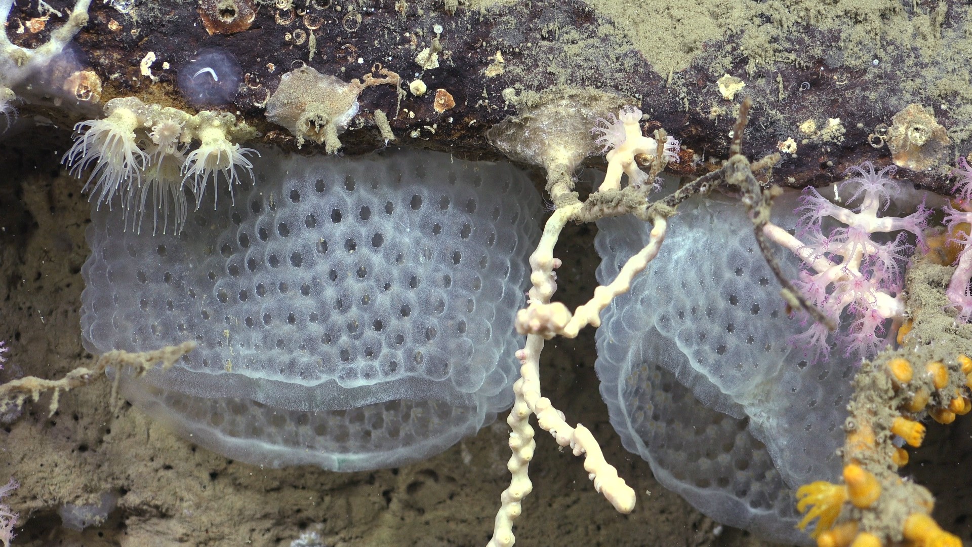 .
CREDIT: ROV SuBastian / Schmidt Ocean Institute