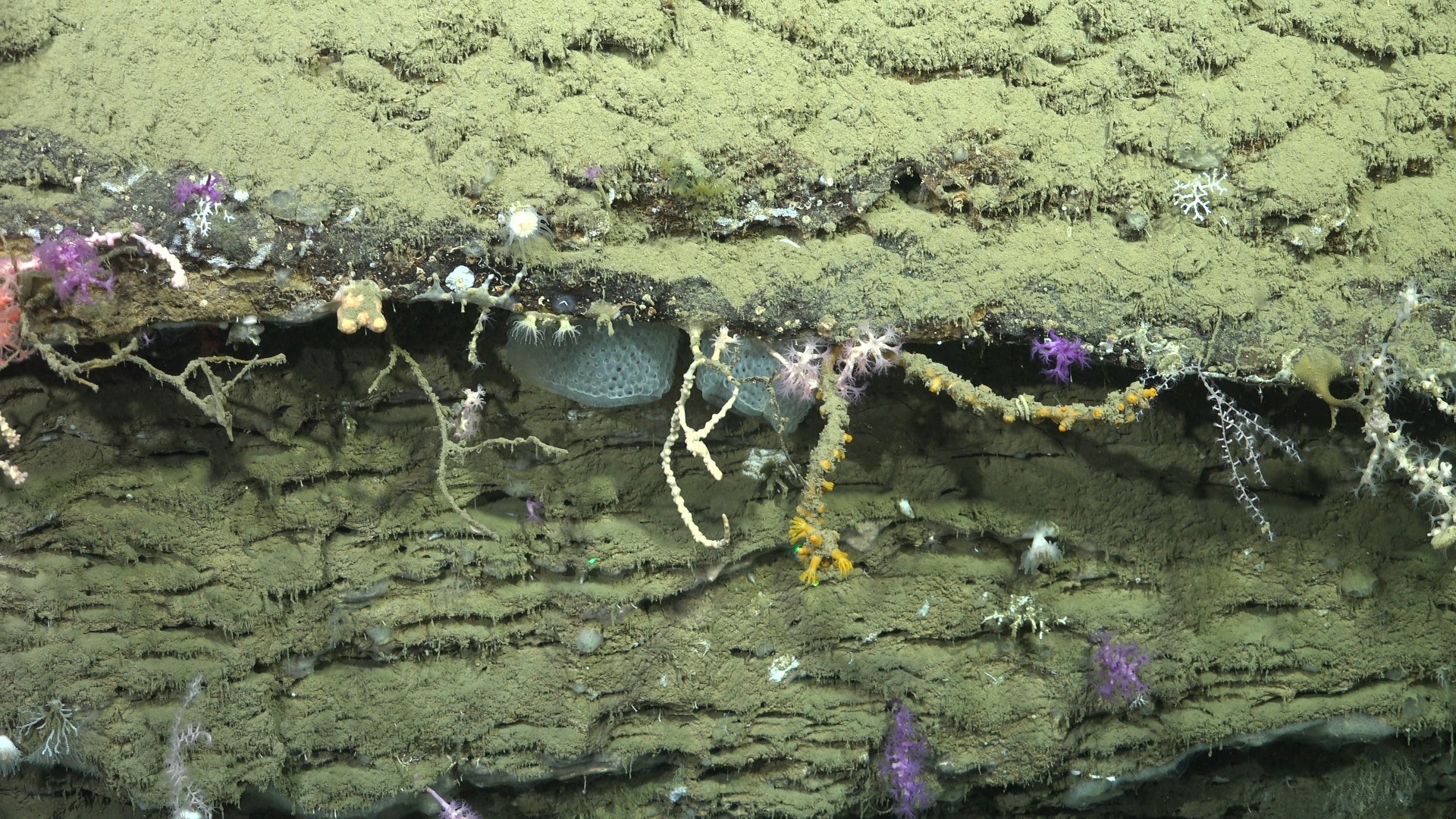 .
CREDIT: ROV SuBastian / Schmidt Ocean Institute