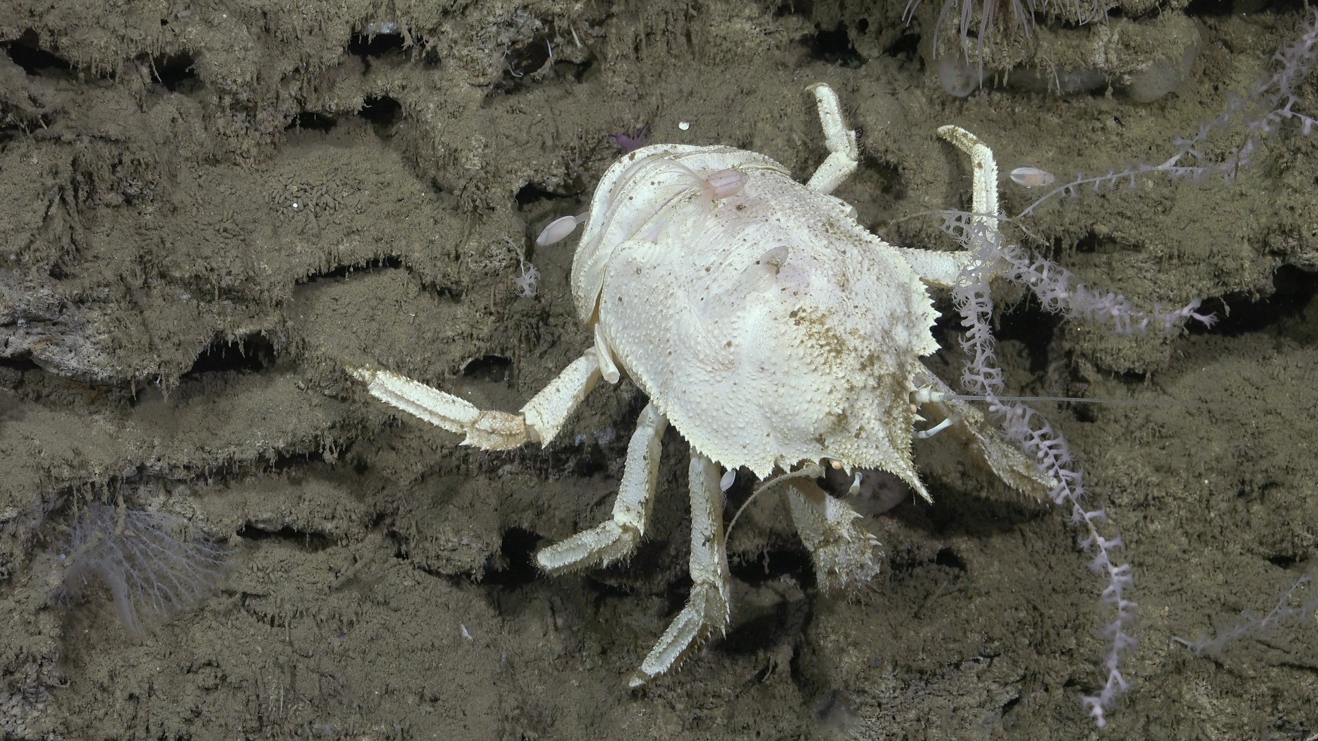 .
CREDIT: ROV SuBastian / Schmidt Ocean Institute