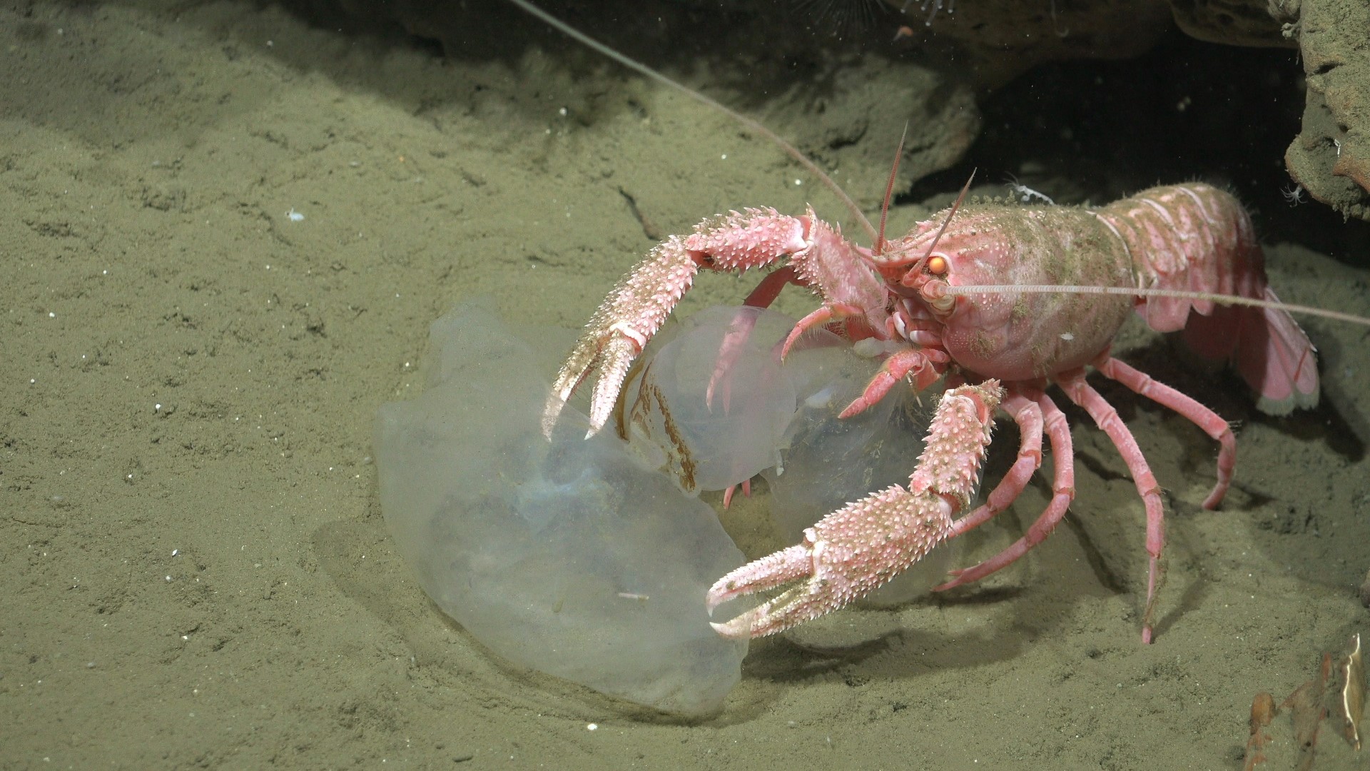 .
CREDIT: ROV SuBastian / Schmidt Ocean Institute