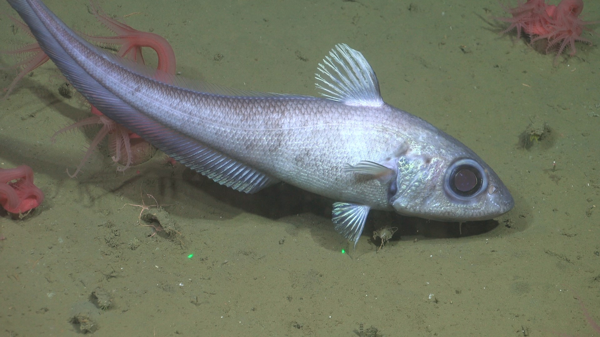 .
CREDIT: ROV SuBastian / Schmidt Ocean Institute