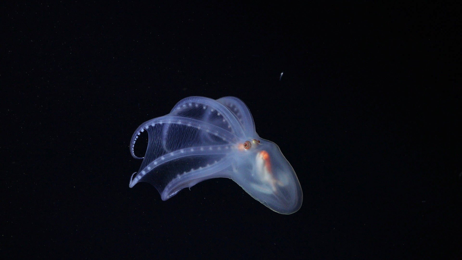 .
CREDIT: ROV SuBastian / Schmidt Ocean Institute