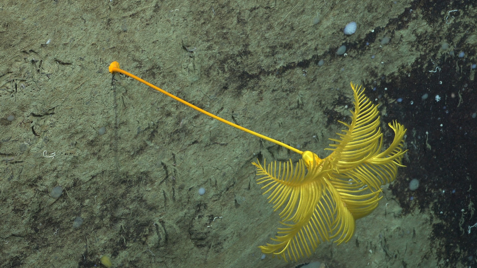 .
CREDIT: ROV SuBastian / Schmidt Ocean Institute
