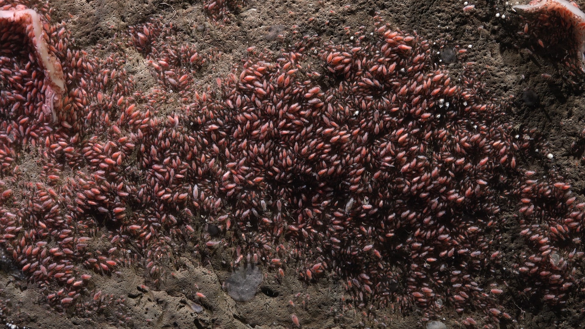 .
CREDIT: ROV SuBastian / Schmidt Ocean Institute