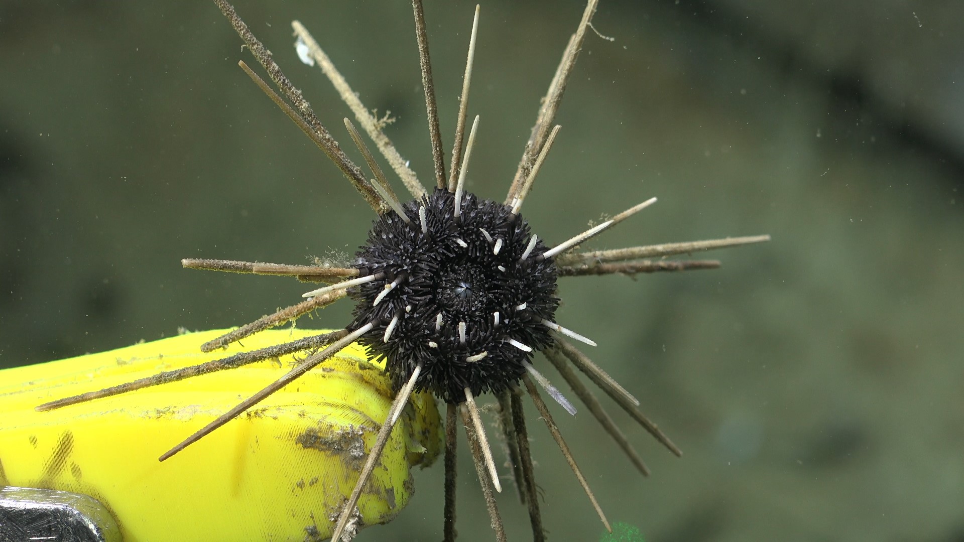 .
CREDIT: ROV SuBastian / Schmidt Ocean Institute