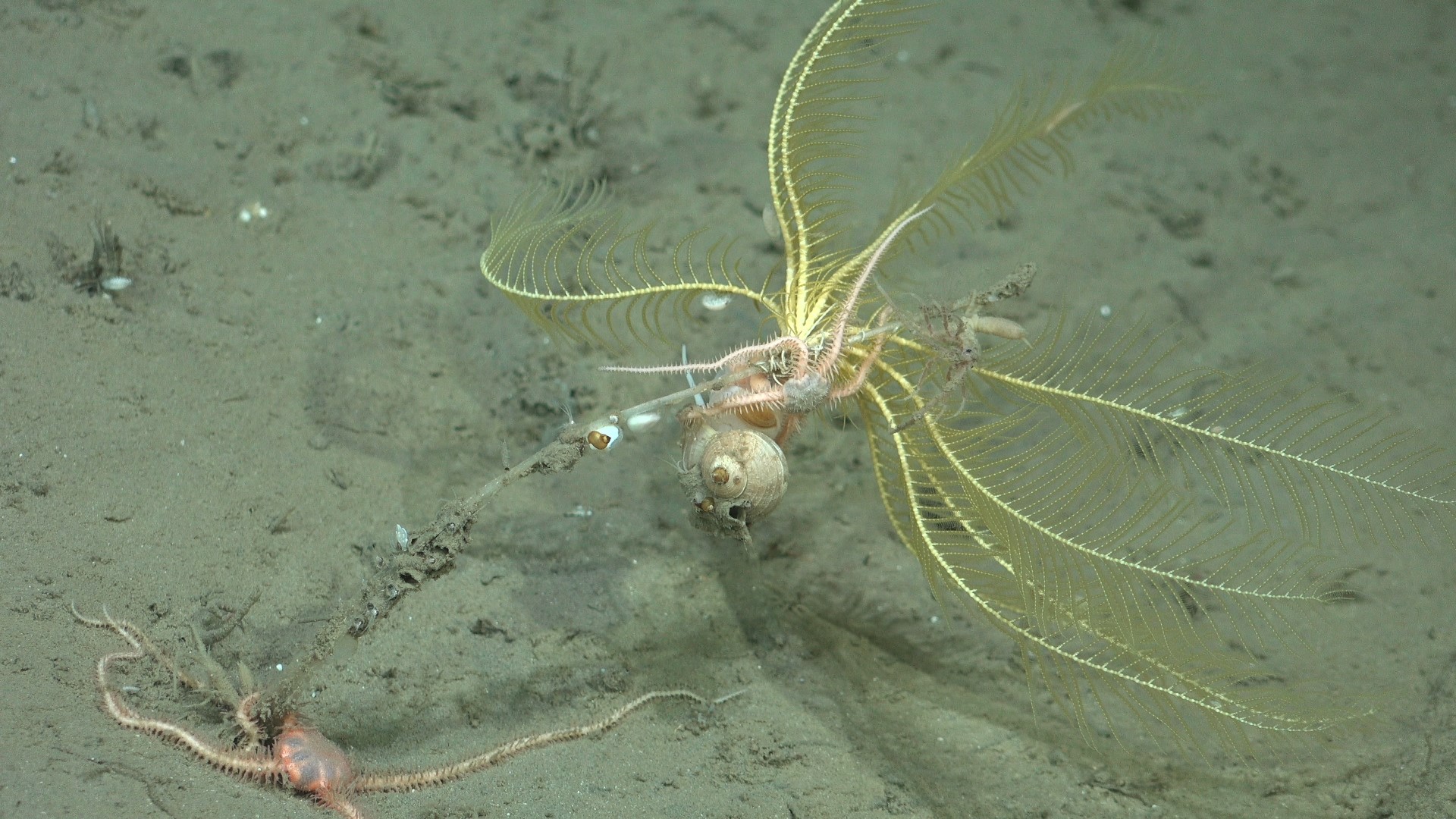 .
CREDIT: ROV SuBastian / Schmidt Ocean Institute