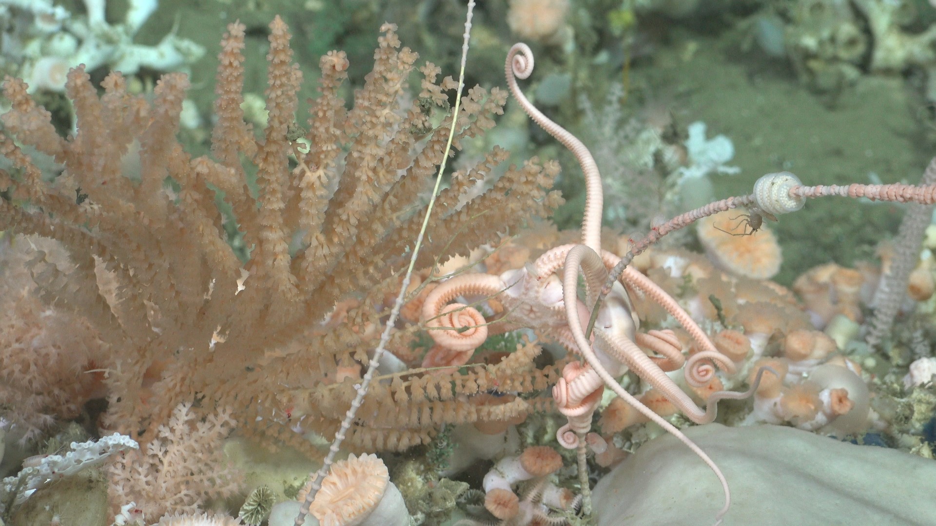 .
CREDIT: ROV SuBastian / Schmidt Ocean Institute