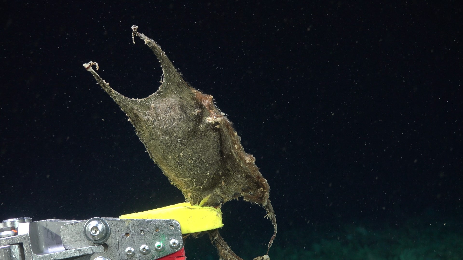 .
CREDIT: ROV SuBastian / Schmidt Ocean Institute