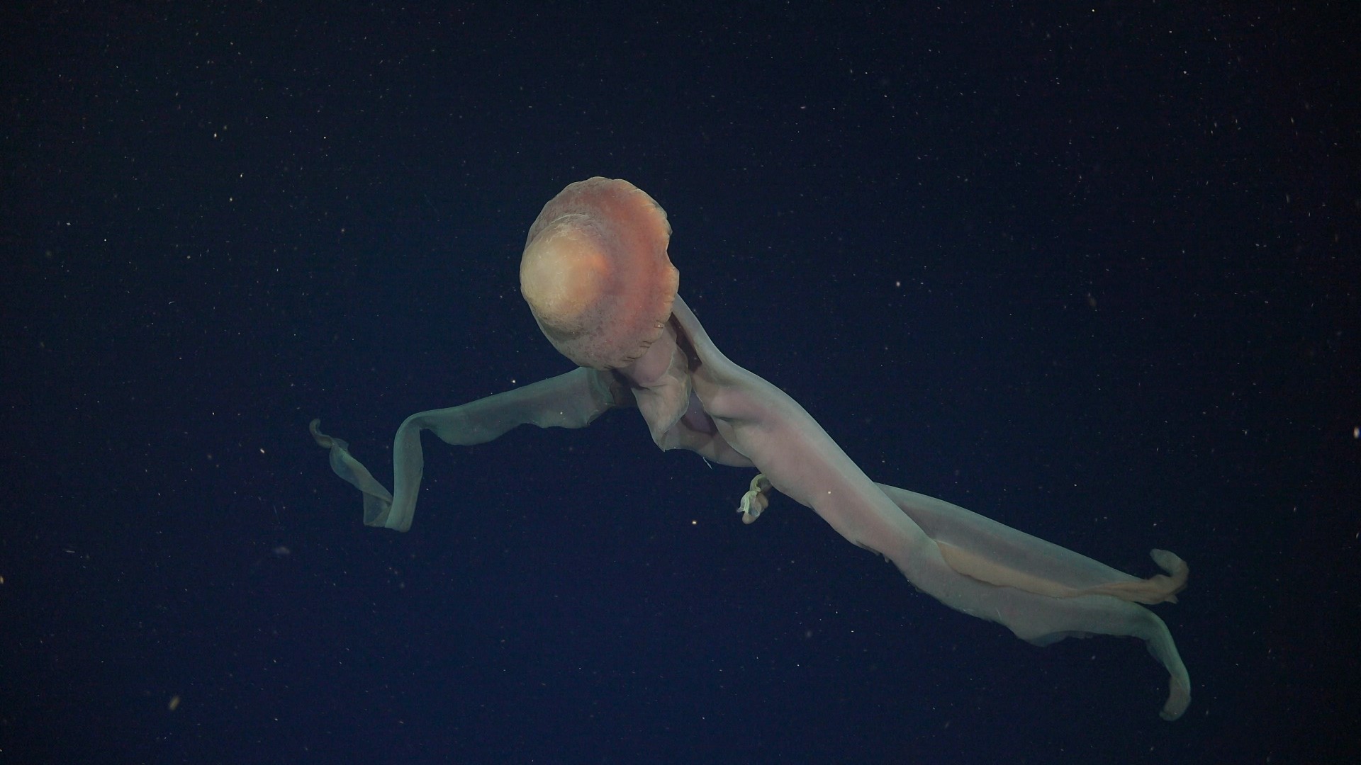 .
CREDIT: ROV SuBastian / Schmidt Ocean Institute