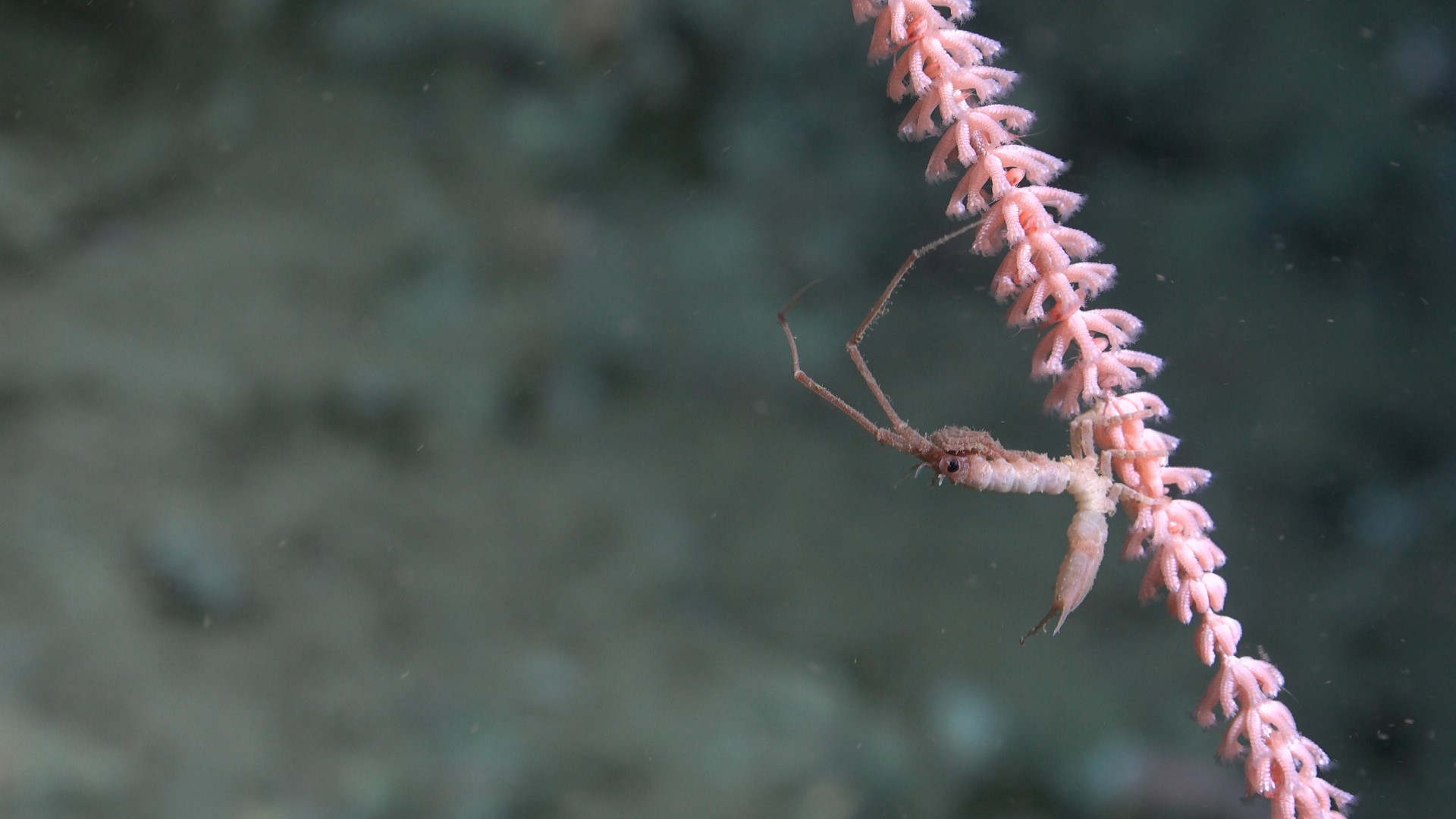 .
CREDIT: ROV SuBastian / Schmidt Ocean Institute